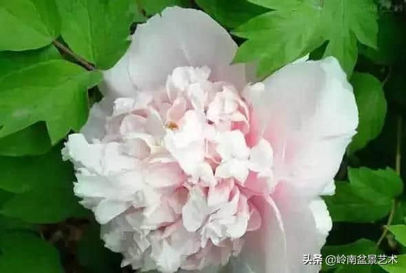 牡丹花欣赏(种类及名称)