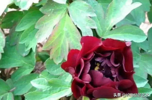 牡丹花欣赏(种类及名称)