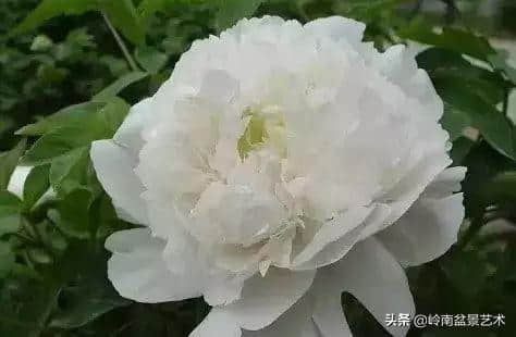 牡丹花欣赏(种类及名称)