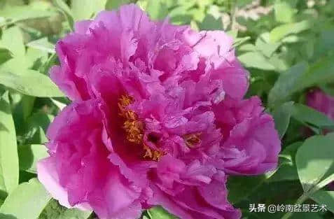 牡丹花欣赏(种类及名称)