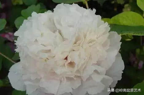 牡丹花欣赏(种类及名称)