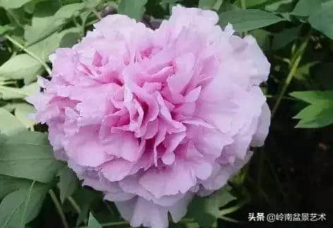 牡丹花欣赏(种类及名称)