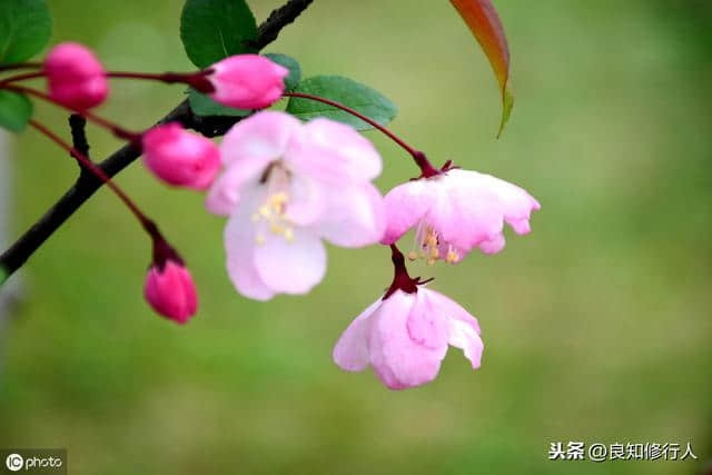 海棠诗词精选： 偷来梨蕊三分白，借得梅花一缕魂。