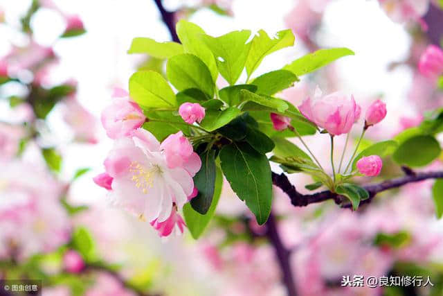 海棠诗词精选： 偷来梨蕊三分白，借得梅花一缕魂。