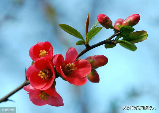 海棠诗词精选： 偷来梨蕊三分白，借得梅花一缕魂。