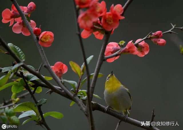 海棠诗词精选： 偷来梨蕊三分白，借得梅花一缕魂。