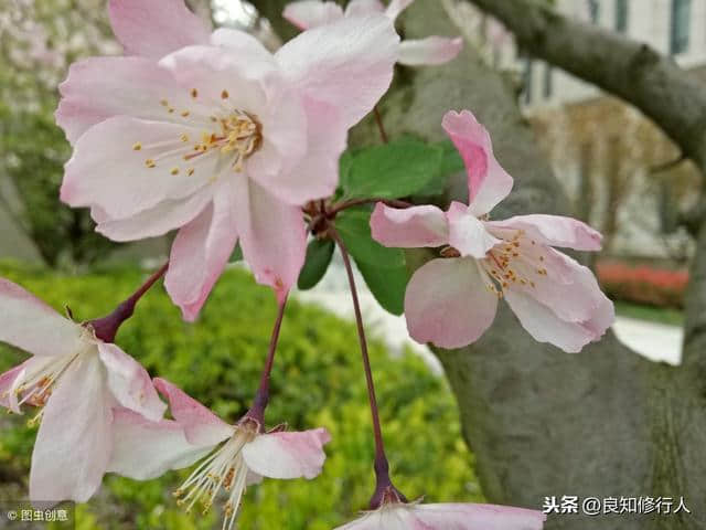 海棠诗词精选： 偷来梨蕊三分白，借得梅花一缕魂。