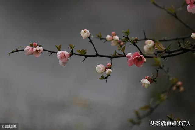 海棠诗词精选： 偷来梨蕊三分白，借得梅花一缕魂。