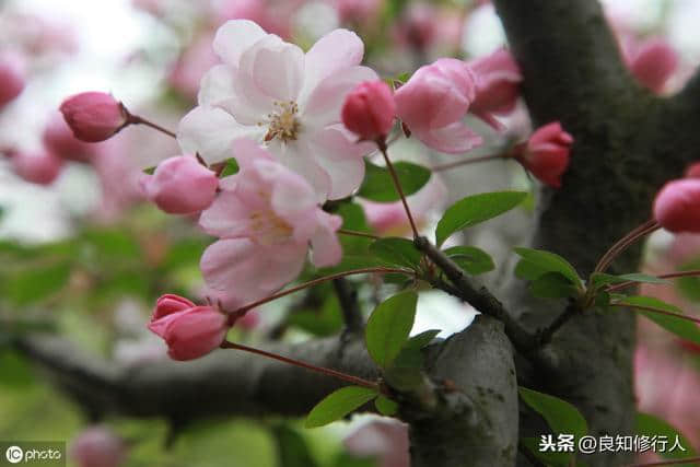 海棠诗词精选： 偷来梨蕊三分白，借得梅花一缕魂。