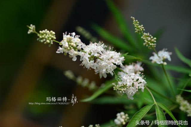 植物笔记：带来夏日清凉的穗花牡荆还有香味