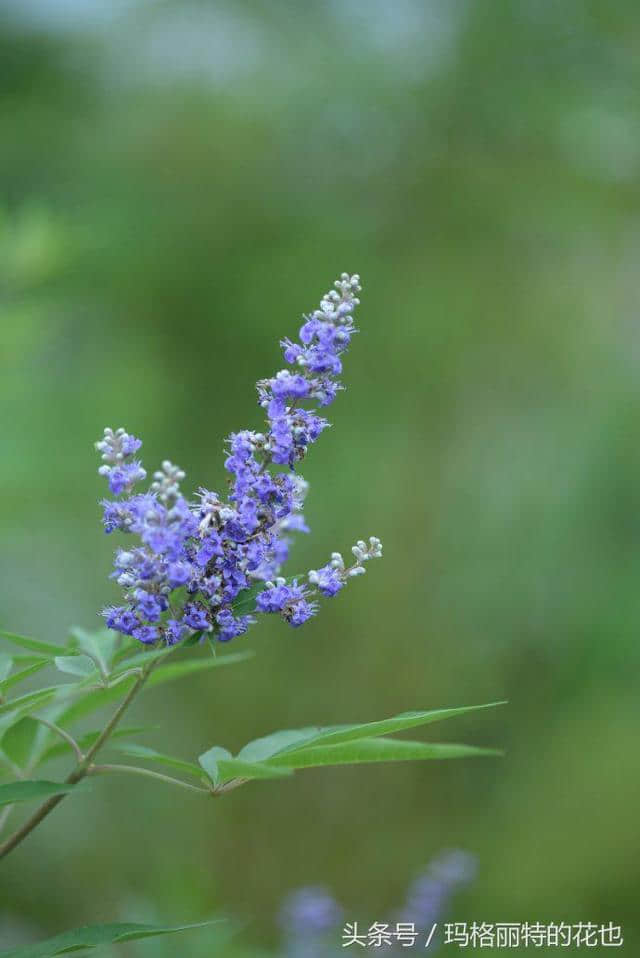 植物笔记：带来夏日清凉的穗花牡荆还有香味