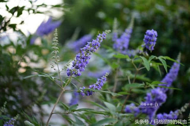 植物笔记：带来夏日清凉的穗花牡荆还有香味