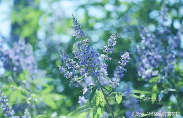 植物笔记：带来夏日清凉的穗花牡荆还有香味