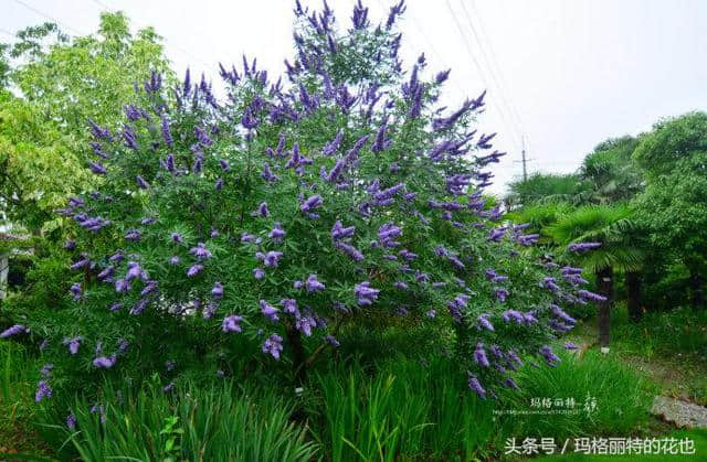 植物笔记：带来夏日清凉的穗花牡荆还有香味