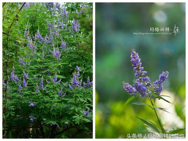 植物笔记：带来夏日清凉的穗花牡荆还有香味