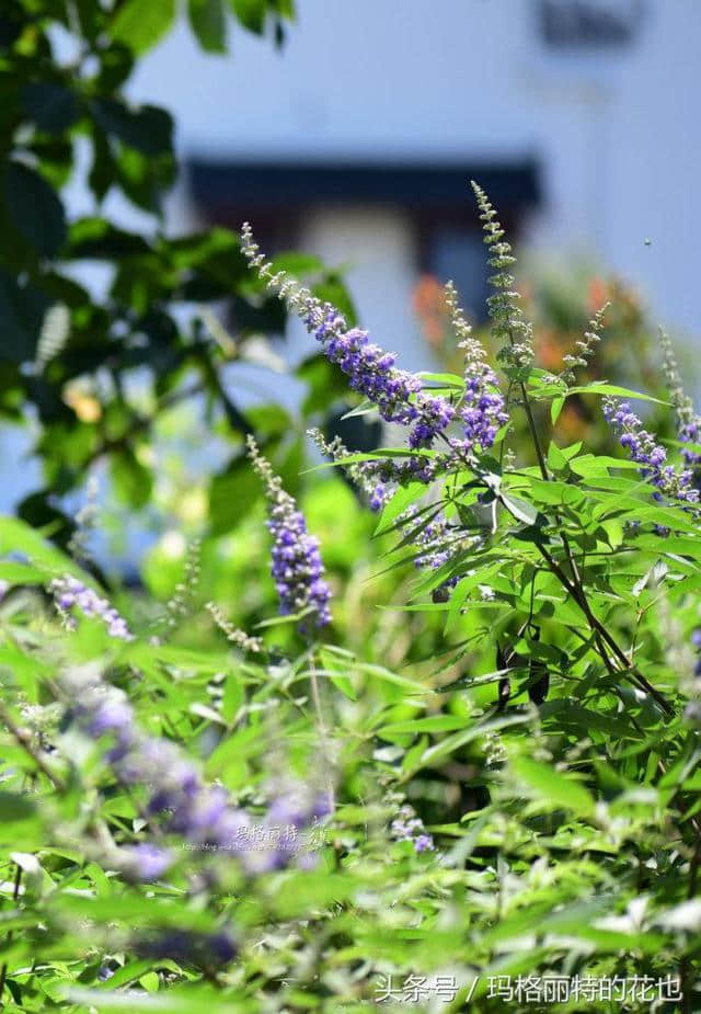 植物笔记：带来夏日清凉的穗花牡荆还有香味