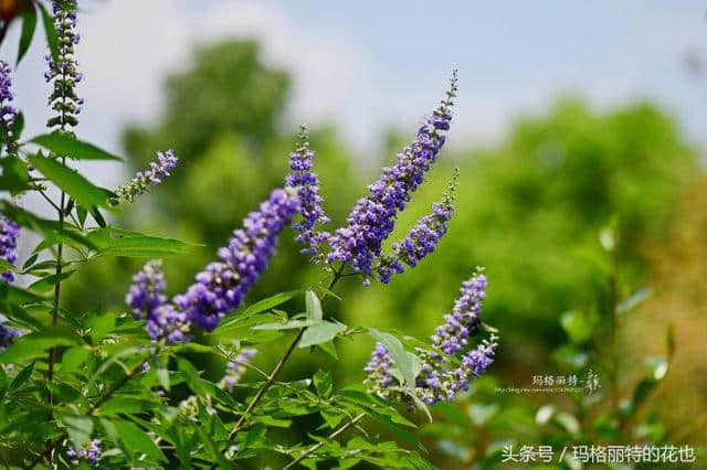 植物笔记：带来夏日清凉的穗花牡荆还有香味