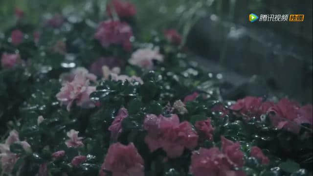 听雪楼：你知不知道有哪几种特别神奇的花？