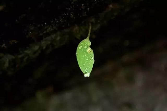 烟雨夜读 | 翠袖单寒月上时