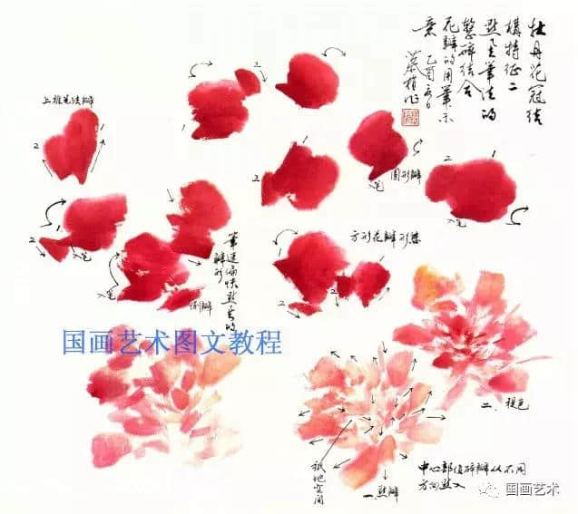 牡丹花头画不好？请先掌握牡丹花冠的结构特征！