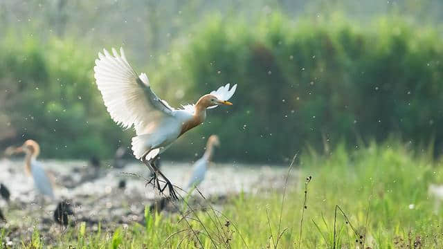 王维的一首田园诗，清新明快，漠漠水田飞白鹭，阴阴夏木啭黄鹂