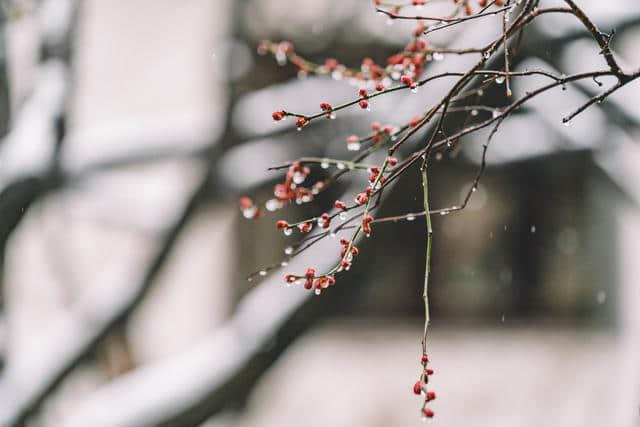 晚来天欲雪，能饮一杯无？赏雪狂人白居易教你正确的“约会”姿势