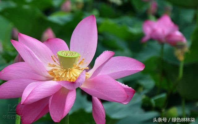 六月花神“荷花” 出淤泥而不染，美丽背后，竟有如此凄美的故事