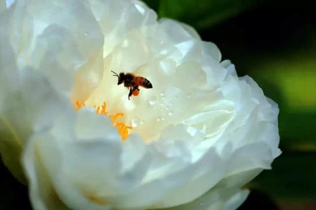 牡丹花开！牡丹花图鉴，一般人不知道！周末约起~