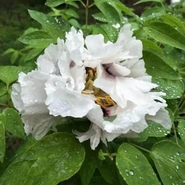 牡丹花开！牡丹花图鉴，一般人不知道！周末约起~