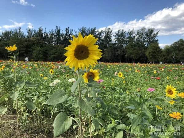 养出感恩的孩子，是一个家庭最大的福气｜可读