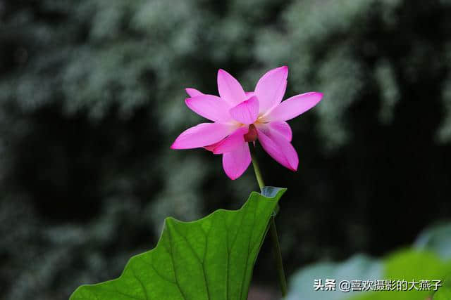 北京：圆明园公园雨后荷花仙子娇艳欲滴，楚楚动人