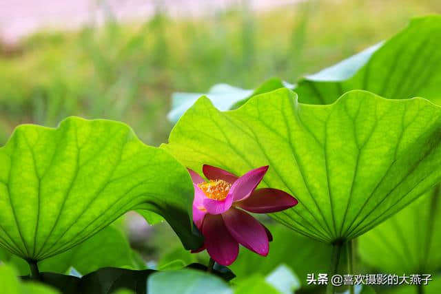 北京：圆明园公园雨后荷花仙子娇艳欲滴，楚楚动人