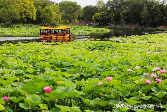 北京：圆明园公园雨后荷花仙子娇艳欲滴，楚楚动人