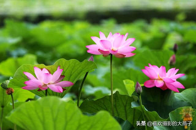 北京：圆明园公园雨后荷花仙子娇艳欲滴，楚楚动人