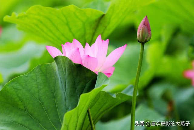 北京：圆明园公园雨后荷花仙子娇艳欲滴，楚楚动人