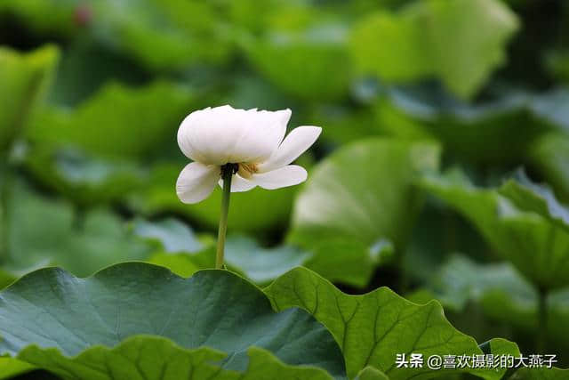 北京：圆明园公园雨后荷花仙子娇艳欲滴，楚楚动人