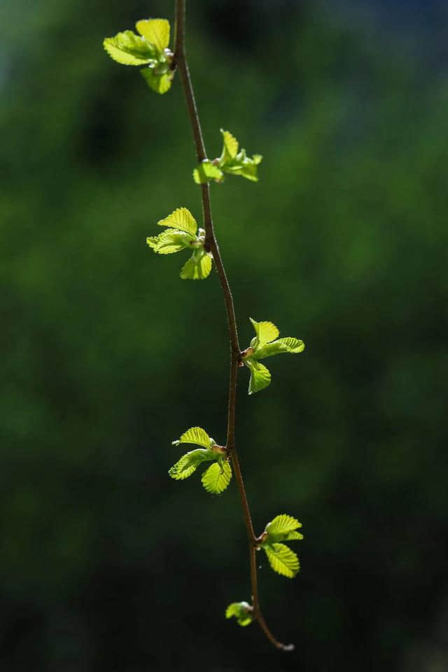 枝叶扶疏绿影临，春回缓缓萌芽渐。