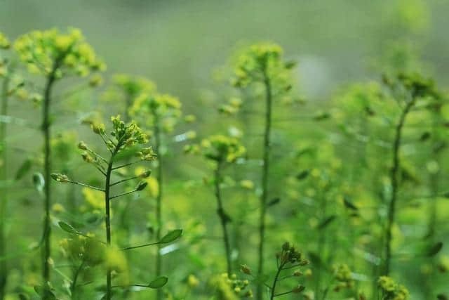 枝叶扶疏绿影临，春回缓缓萌芽渐。