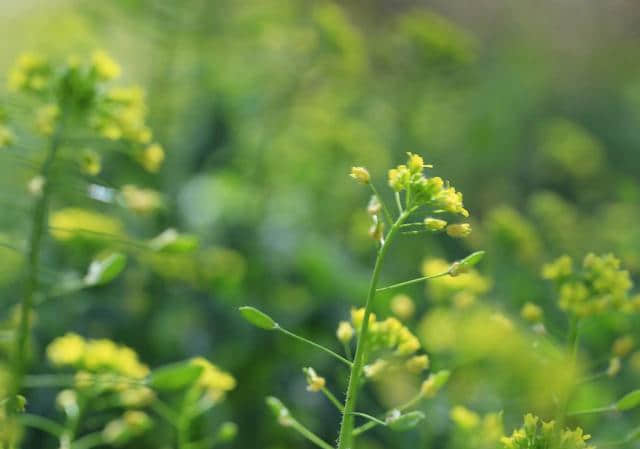 枝叶扶疏绿影临，春回缓缓萌芽渐。