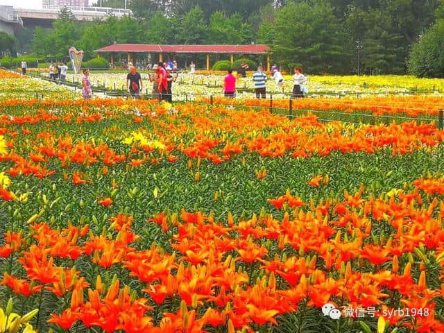 小暑何处觅清凉？百合美、荷花香！沈阳超赞赏花地等你打卡拍照