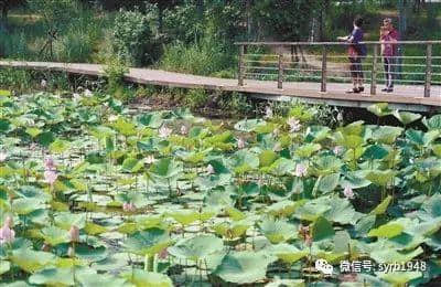 小暑何处觅清凉？百合美、荷花香！沈阳超赞赏花地等你打卡拍照