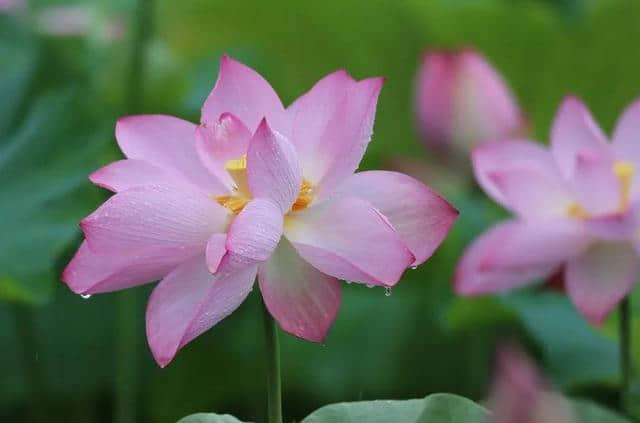 「诗词鉴赏」夏日雨中绽放的荷花，荷花池里的一诗一画