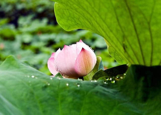 「诗词鉴赏」夏日雨中绽放的荷花，荷花池里的一诗一画