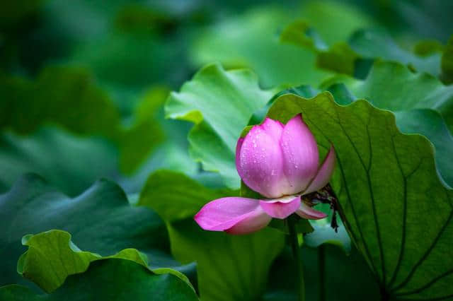 「诗词鉴赏」夏日雨中绽放的荷花，荷花池里的一诗一画