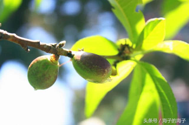 《桃之夭夭，灼灼其华。之子于归，宜其室家》桃子之《沐浴阳光》