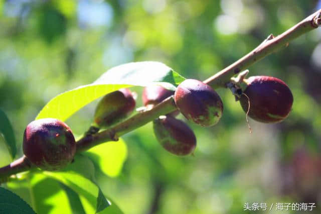 《桃之夭夭，灼灼其华。之子于归，宜其室家》桃子之《沐浴阳光》