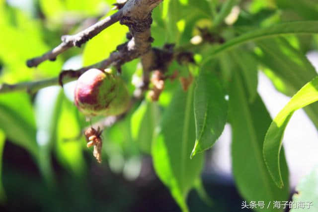 《桃之夭夭，灼灼其华。之子于归，宜其室家》桃子之《沐浴阳光》