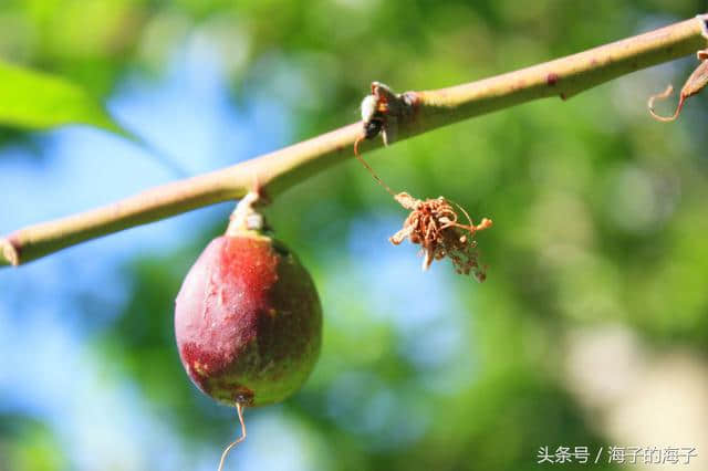 《桃之夭夭，灼灼其华。之子于归，宜其室家》桃子之《沐浴阳光》