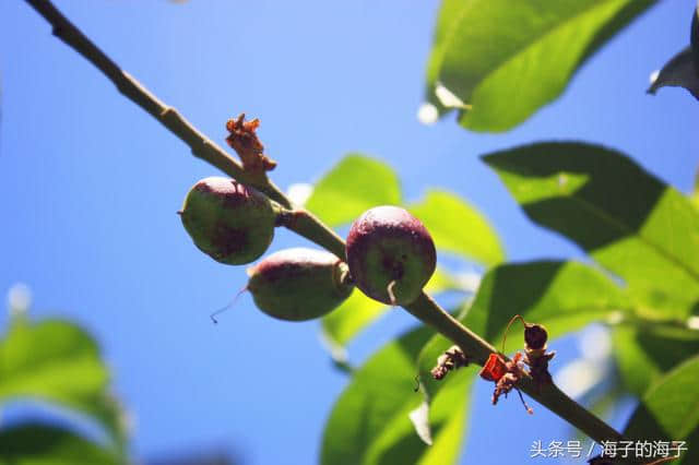 《桃之夭夭，灼灼其华。之子于归，宜其室家》桃子之《沐浴阳光》