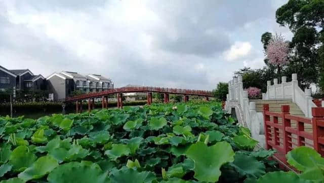 接天莲叶无穷碧，又到赏荷最佳时！快到这些地方解锁夏日消暑新方式